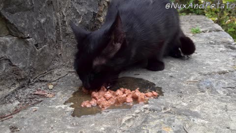 Stray Cats Eating Wet Food on a Mountainside - ASMR Eating