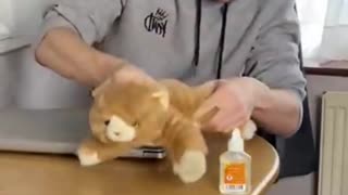 Repost- Funny Cat Video