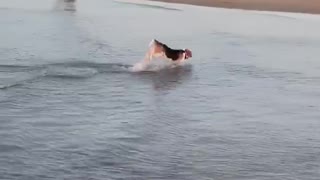 Beagle in the ocean pulls off epic dolphin impression