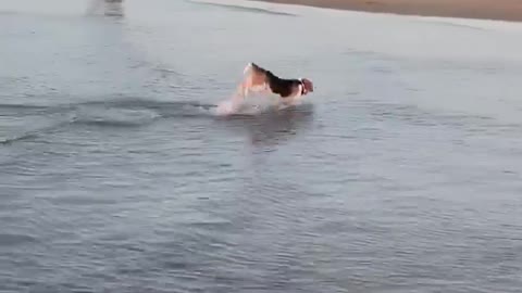 Beagle in the ocean pulls off epic dolphin impression