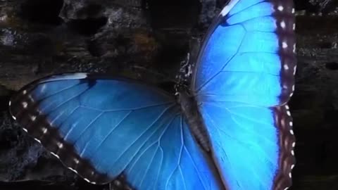 "Unveiling the Mesmerizing Brilliance of the Morpho helenor Butterfly: Nature's Breathtaking Masterpiece"