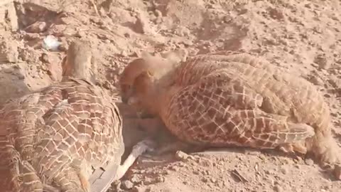 teetar bird beautiful pair,grey francolin ,teetar awaz,teter boli