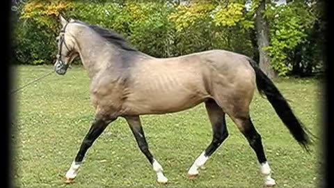 THE AKHAL-TEKE • A HORSE OF HISTORY