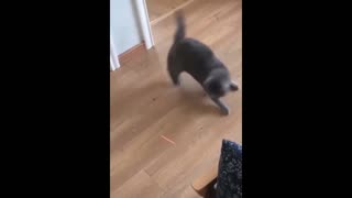 Funniest animal, best cat moments