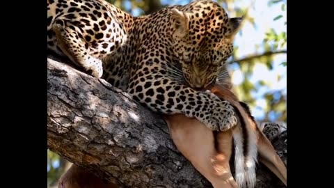 Leopard Plucking Fur off Impala Carcass