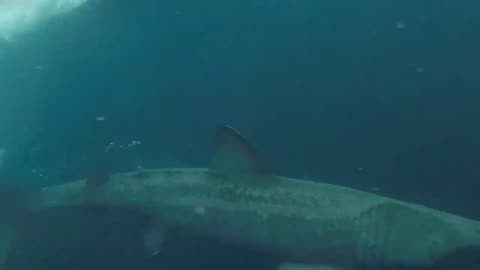 divers see basking shark up close