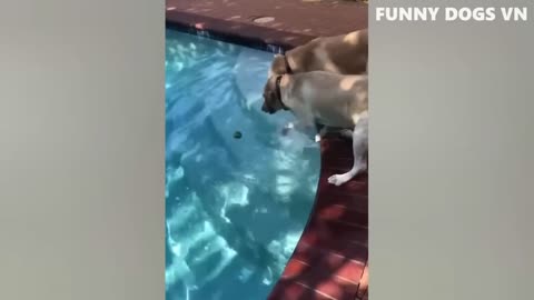 Funny dogs lattest video2023 😂
