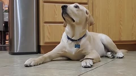 Labrador dog shows how well trained he is