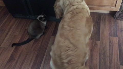 Overbearing Golden Retriever really wants to play with cat