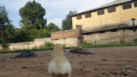 Baby chicken cleaning the ground with her mother's feather