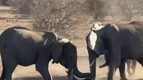 Elephants tremple and Killed a Zebra for Water #wildanimals