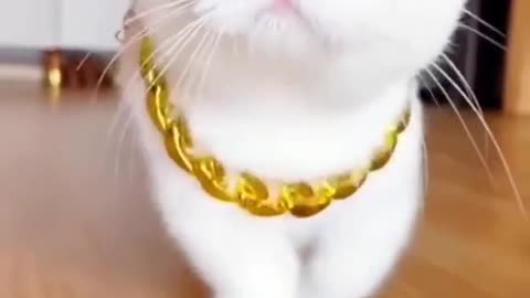 Beautiful cat walking