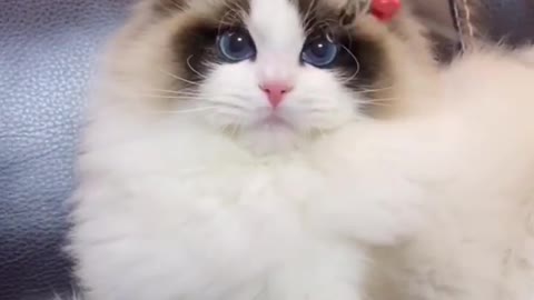 かわいい猫