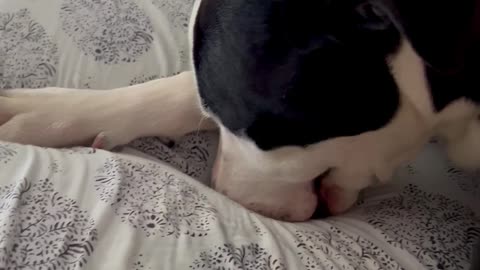 Rescued Dog Blows Raspberries In Sheets