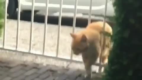 Naughty cat wanted to get inside, Failed. funny cat video.