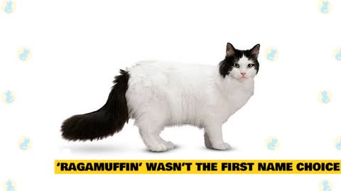 Ragamuffin Cats 101 : Fun Facts & Myths to know