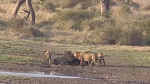 Five lions attacked the buffalo, even the second buffalo could not save it