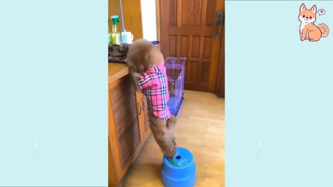 FUNNY DOG VIDEOS