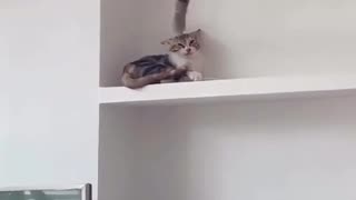 Kitten causing trouble