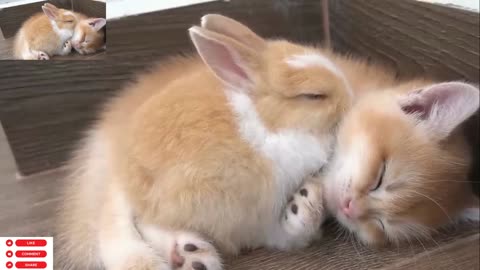 Kitten and bunny are good friend