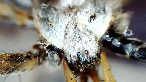 THE BRUTAL BATTLE OF THE WASP SPIDER AND WASPS FROM THE WASP NEST! [Live feeding!]-3