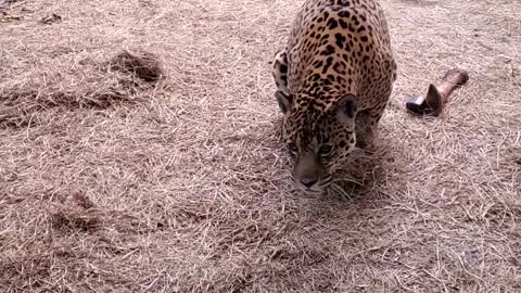 Vulcan Panama Leopard