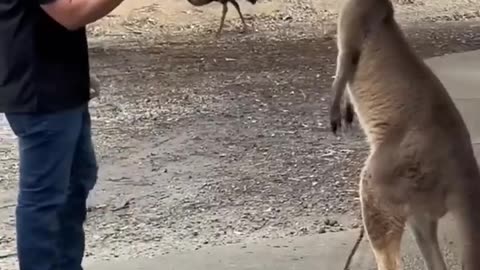 kangaroo loser