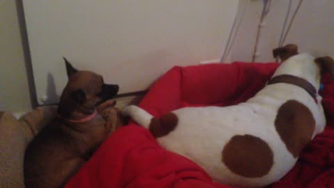 Chihuahua begs for her toy from friend