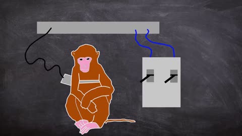 The Horrific Monkey Drug Experiment