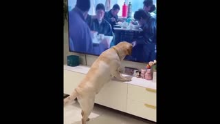 New Funny Animals 😂 Funniest Cats and Dogs Videos