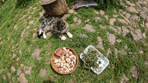 Agaricus Arvensis, Wild Sage, Wild Muña (Cusco, Peru)