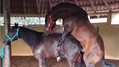 What are they doing 😱😱!! Long time f*** Horse mating