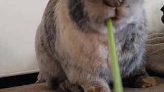 Rabbit eats like a woodchipper