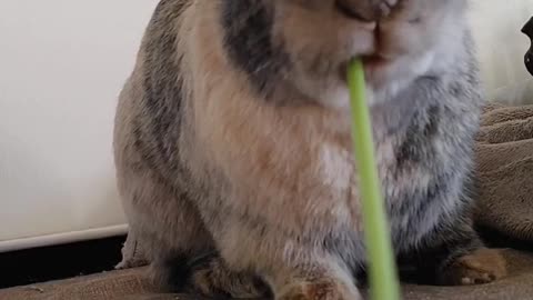 Rabbit eats like a woodchipper