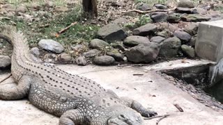African mamba crocodile