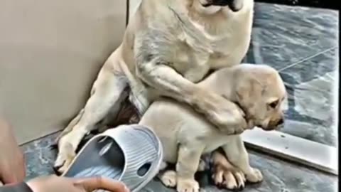 A mother dog protect her baby / heart touching