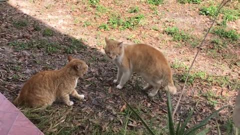 Cat Fight over territory.