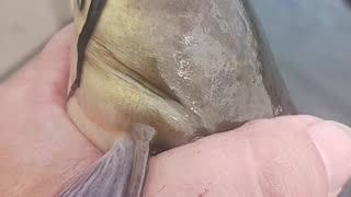 Bullhead catfish
