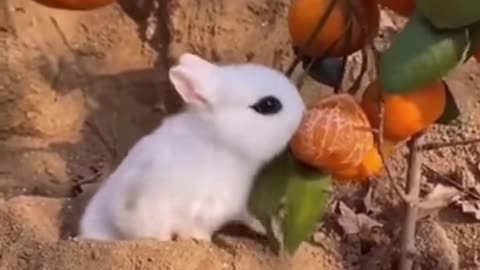 Best Funny Animal Videos of the year (2021), funniest animals ever. relax with cute animals.AWW anim