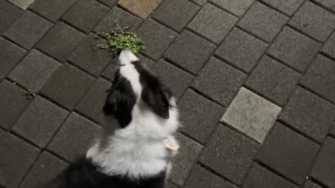 Tiny Rescued Kitten Fell In Love With My Border Collie From the Moment He Saw It