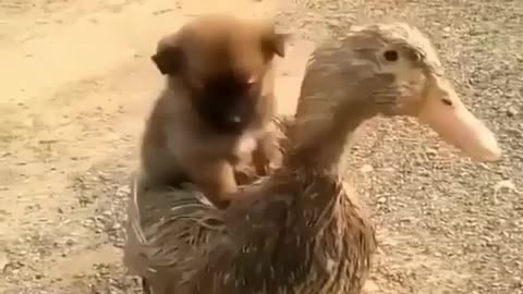 Cute puppy & duck. Dynamic Duo ❤ ❤