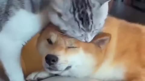 cat and dog friendship