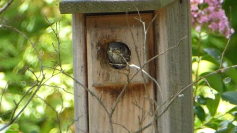 Bluebird Fledgling Contemplates First Flight