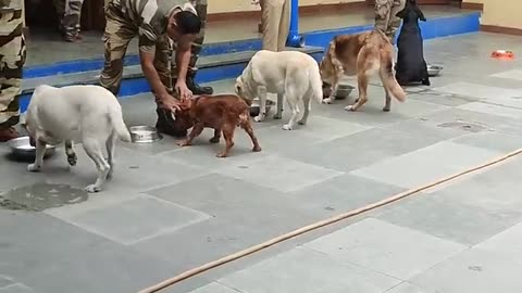 CISF DOG SQUAD FEEDING ROUTINE