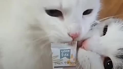 This Cute Cat Hate to Eat This Food _ Funny Cats Videos Compilation