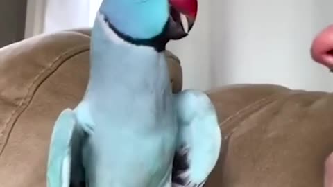 Thankyou baby!! This parrot speaks every English 😳😍 | #Funny #cute