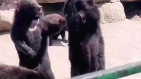 Funny pets videos #funny #funnyvideos #fyp #😂😂😂 #foryoupage #funnyanimals