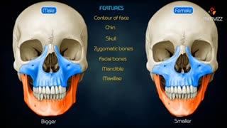 VERY INTERESTING 🤔 SEX DIFFERENCE 🙋IN THE SKULL 💀 IN MEN 🆚 FEMALES
