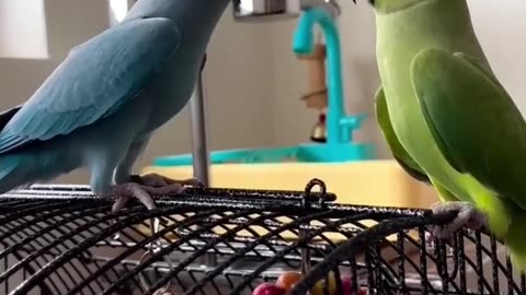 Amazing green and blue Ringneck Parot Talking 😘😘