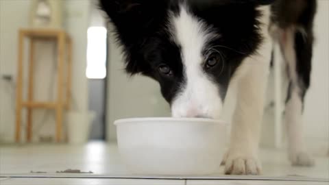 Dog Drinking Pet Food Thirsty